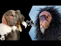 Andean Condor vs California Condor - Who Is Stronger And Would Win In A Fight
