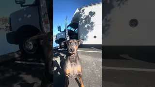 #fyp #doberman #pets #life #vlog