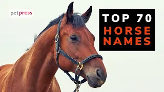 Top 70 Horse Names - Best Names For A Pet Horse White Arabian Black Horse Names