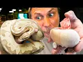 CUTTING THE CRAZIEST SNAKE EGGS OF THE YEAR AMAZING RESULTS BRIAN BARCZYK