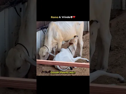 Rama ko dudh peena hai 🙄 #cowsblike #talkingcow