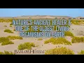The Health Benefits of the Creosote Bush Chaparral