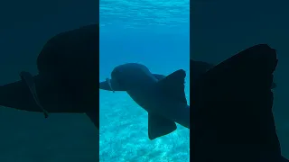 the exquisite Exumas #sailing #bahamas #travel #bikini