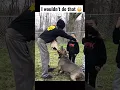 Download Lagu Giant pitbull protecting his brothers #shorts #youtubeshorts #dog