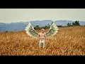 Download Lagu Moncrieff - Shangri-La (Official Music Video)