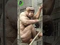 Download Lagu Hairless Chimp Jambo #shorts