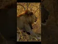 Lion Trapped in the Savannah!Hashtags: #Lion #Wildlife #Trap #Savannah #RealisticVideo #Cinematic