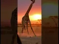 Giraffe vs Hyena: Animal Defense 🐾🦒