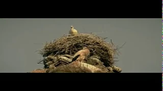 رسالة إلى مطلقة ياسر الحزيمي 