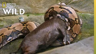 Download Feeding a Reticulated Python | Secrets of the Zoo: Down Under MP3