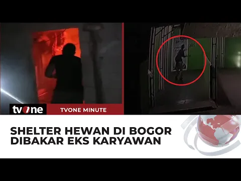 Shelter Hewan di Bogor Dibakar, Puluhan Kucing Sesak Nafas