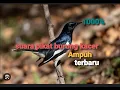 Download Lagu SUARA PIKAT BURUNG KACER AUTO DI SERBU❗❗ PALING AMPUH MP3