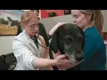 PetIQ Veterinarian Recruitment Come Join Us VIP Petcare PetVet VetIQ Petcare