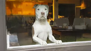 El primer día de este perro en casa te derretirá el corazón.