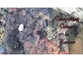 Composting Critters in Review