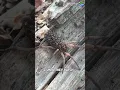 The Wolf Spider Its faster than you think