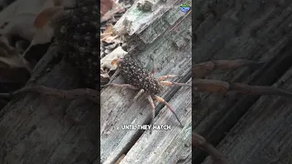 The Wolf Spider Its faster than you think