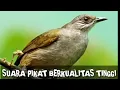 Download Lagu SUARA BURUNG MERBAH BELUKAR terbaik.