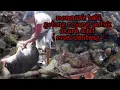 Download Lagu MEMASAK BABI , UNTUK ACARA ADAT ( MUAI PANTANG )