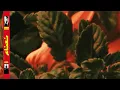 Nane نعناع - Marwan Moussa & Ezhel