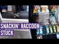 Snackin Raccoon Stuck in Vending Machine What s Up