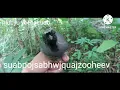 Download Lagu suab poj sab hwj quaj zoo heev