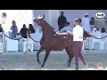 Download Lagu N.567 BAHY AL HAWAJER - Al Dhafrah Arabian Horse Championship 2023 - Stallions 7+ Years Old (Cla...