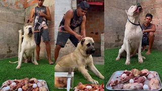 Kangal Turco e Dogo Argentino: Gigantes Leais 
