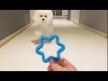 Download Lagu Viral Tiktok - Cute Dog🐩 Doing Woah😎 KRYPTO9095 - WOAH Lyrics ft. D3Mstreet #shorts #shortsvideo
