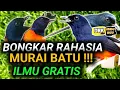 Download Lagu BONGKAR ILMU MAHAL !! JANGAN DIKRODONG TERUS AGAR MURAI BATU INI JADI BAGUS !!