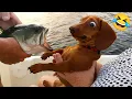 NEW Funniest s of Cats and Dogs 2025 Try Not To Laugh