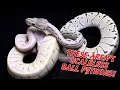 Introducing the MicroScale Ball Python New Ball Python Morph