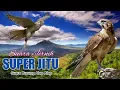 Download Lagu Suara Pikat Burung Alap Alap. Suara Jernih.