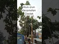 Lagu Alun-alun Kecamatan Cisalak