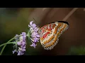 Introduction to Phylum Arthropoda 1 3 Million Species and Counting