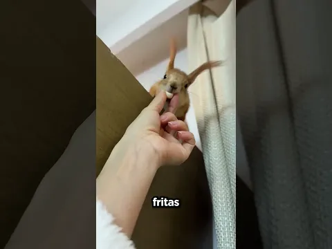 Ella Dio Comida A Todas Sus Mascotas Adorables 😍