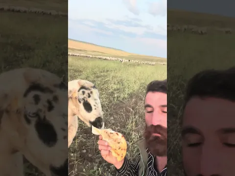 GÜLÇİN KOYUN LAHMACUNU TEK SEFERDE YEDİ