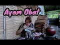 Download Lagu Masak Ayam Obat Ala Chinese Untuk Stamina Sehat