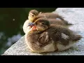 Six Little Ducks | song and rhumes for kids #Kids Nursery Rhymes | Super Simple Songs#lyrics