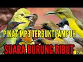 Download Lagu SUARA PIKAT SEMUA JENIS BURUNG KECIL DAN BESAR DI HUTAN || SUARA BURUNG RIBUT