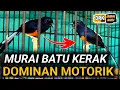 Lagu INI DOMINAN MOTORIKNYA !!! MURAI BATU INI KITA BERIKAN RAWATAN SPESIAL 