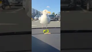 استخف بالطائر فلق نه درس ا 