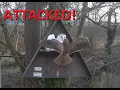 Download Lagu Kestrel Attack - Somerset Barn Owl