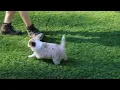 Mini Australian Shepherd Puppies For Sale