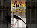 Download Lagu murai mengembangkan bulu #murai #muraibatu #muraibatugacor