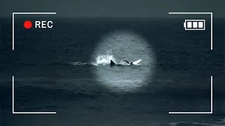 the recent shark attacks in australia with actual camera footage 