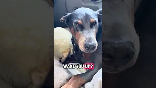 #fyp #dream #doberman #pets #youtube