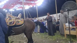 اتفرج على الحصان والرقص الخيل أفراح مركز البلينا برخيل مع الريس صدام ابو عيسى 