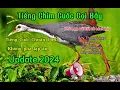 Download Lagu Tiếng Chim Cuốc Gọi Bầy 2024 Mới Nhất - Bẫy Là Dính 100%