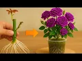 Download Lagu Eenvoudige methode om rozentakken snel te laten wortelen en 5 keer sneller te laten bloeien